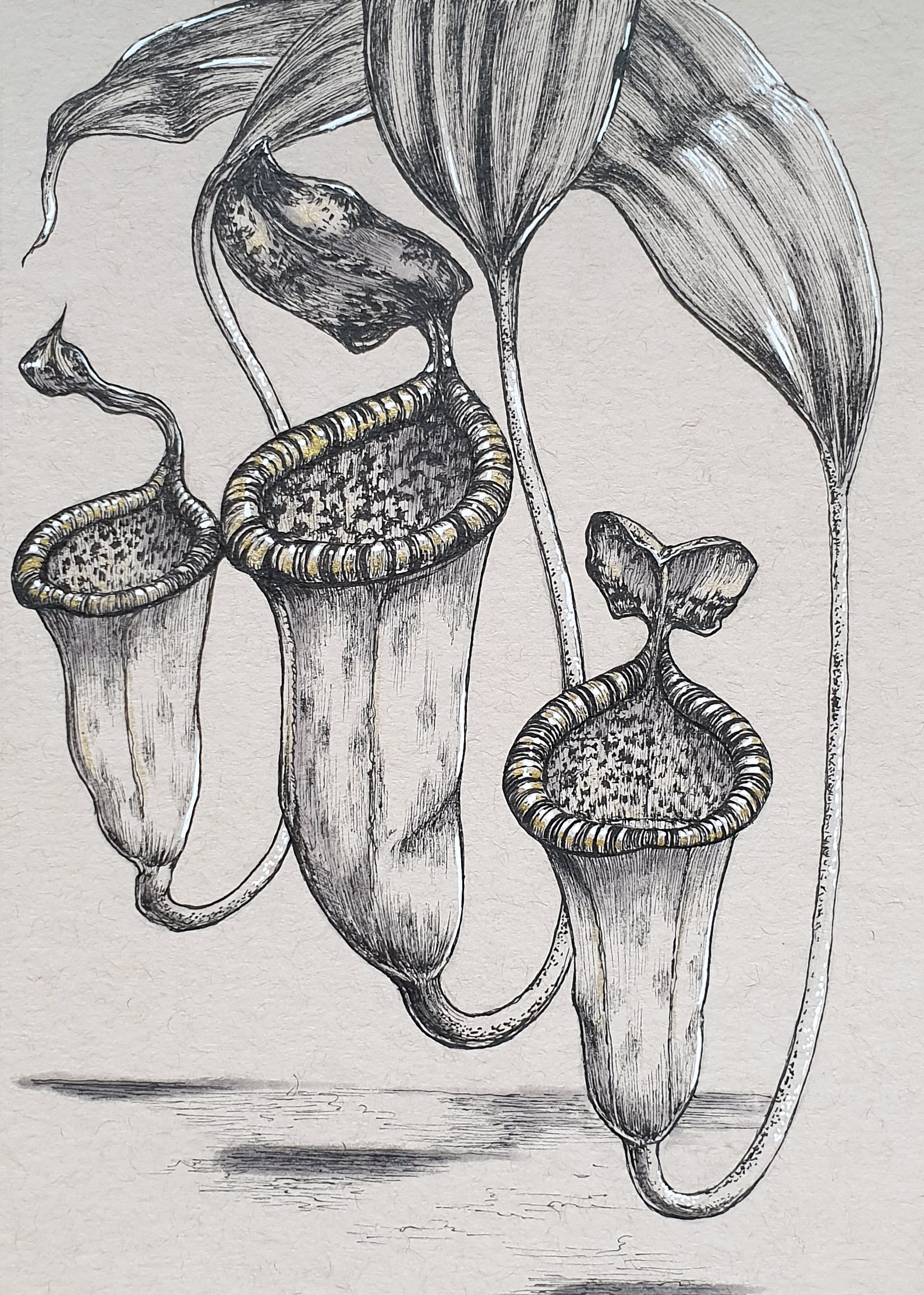 Day 10: Nepenthes attenboroughii