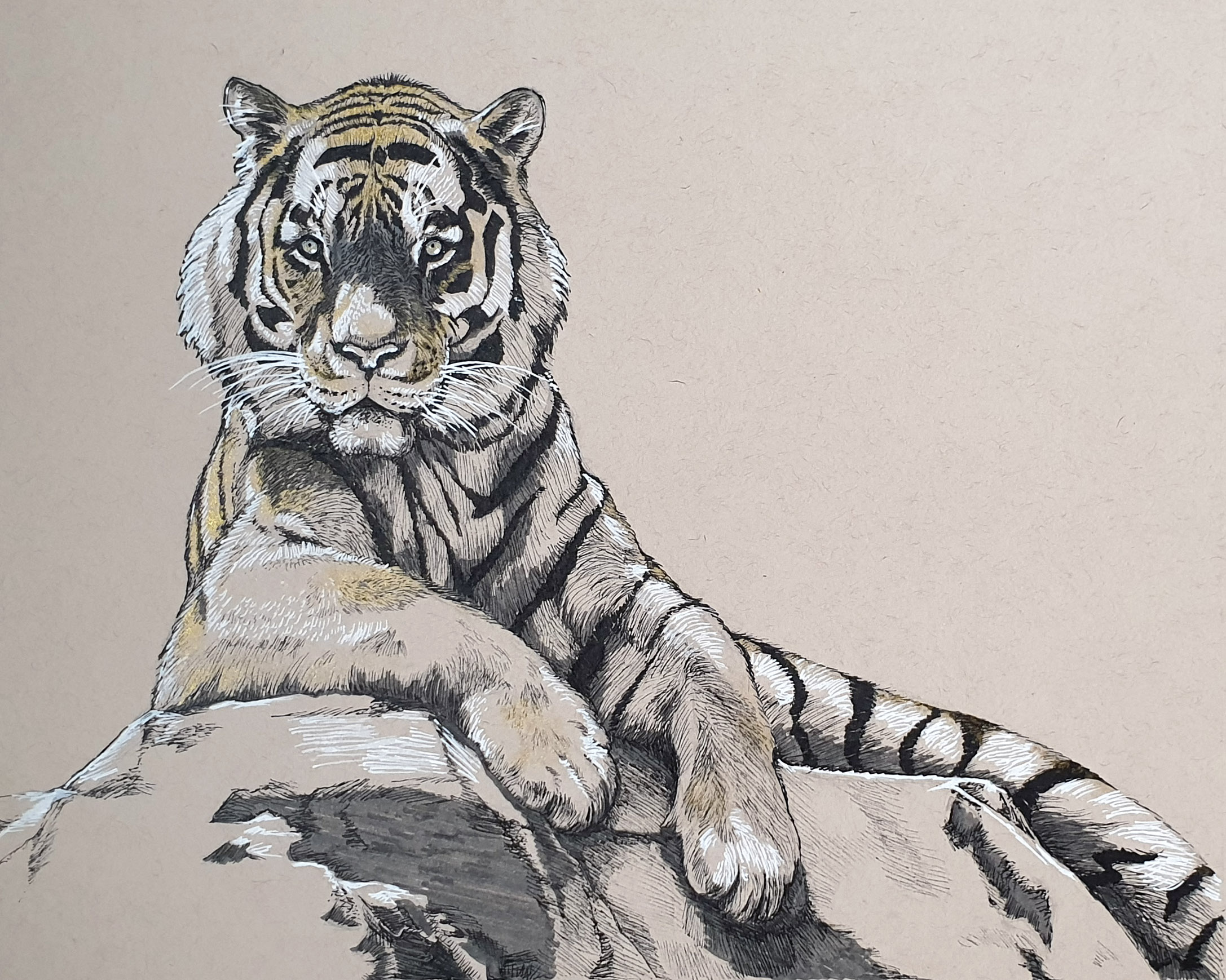 Day 12: Sumatran Tiger