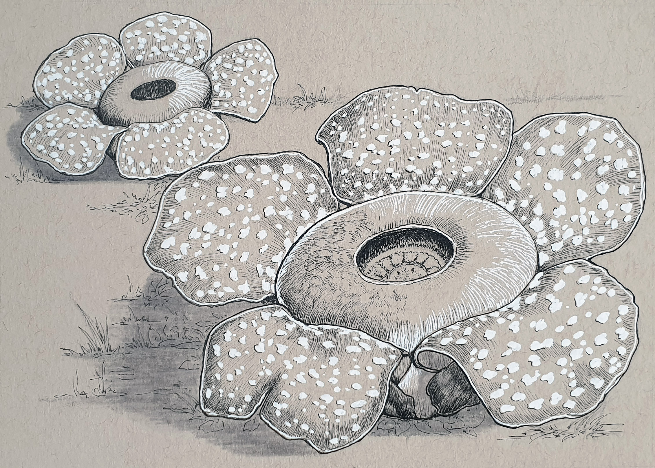 Day 23: Rafflesia