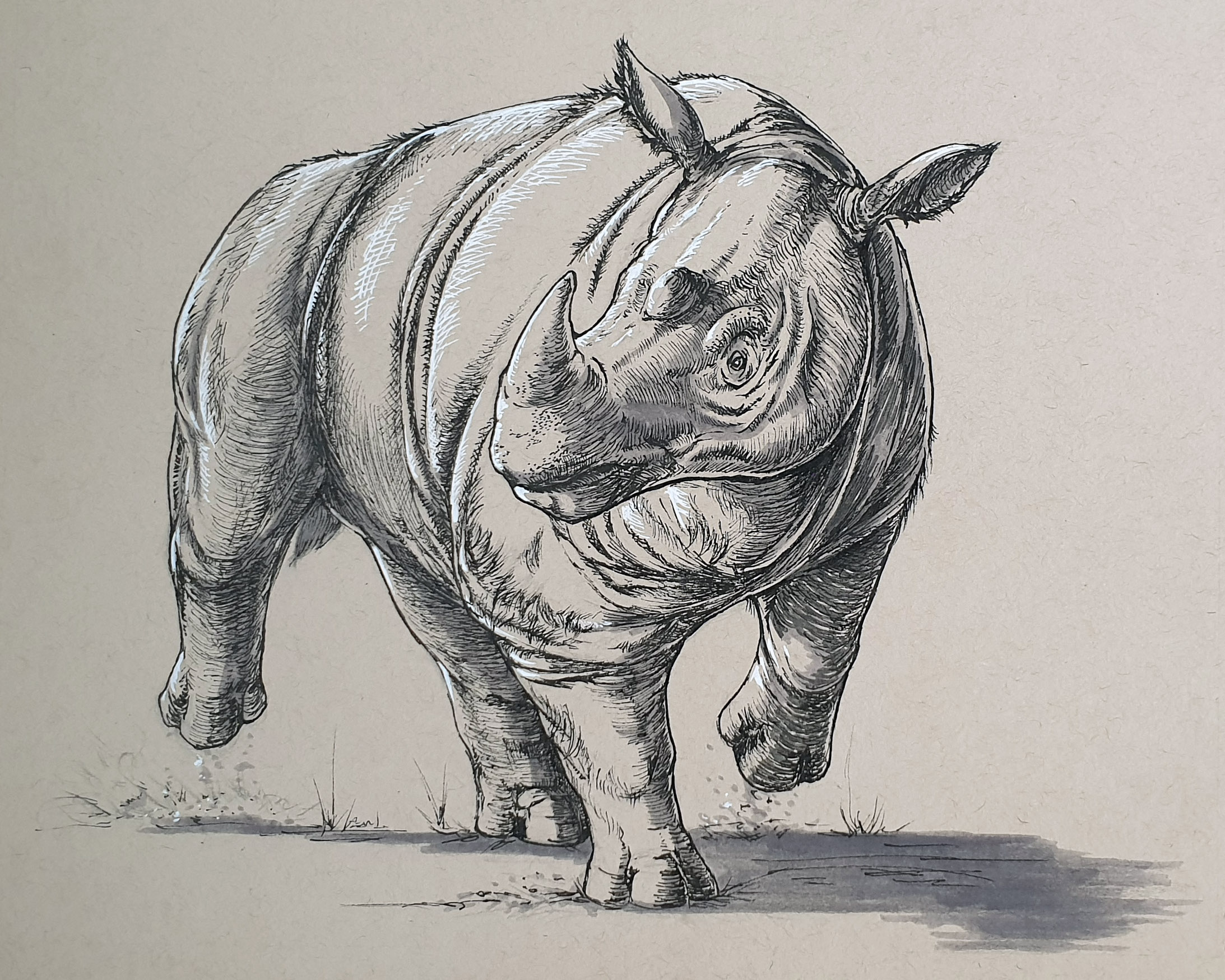 Day 5: Sumatran Rhinoceros