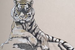 Day 12: Sumatran Tiger
