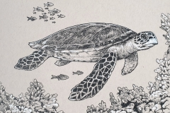 Day 15: Hawksbill Sea Turtle