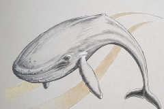 Day 27: Blue Whale