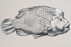 Day 29: Humphead Wrasse