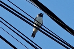 White Breasted Woodswallow